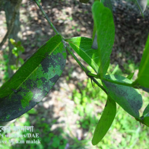 করমচার সুটিমোল্ড রোগ